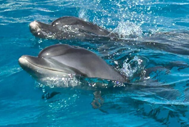Dolphin House Speedboat Trip