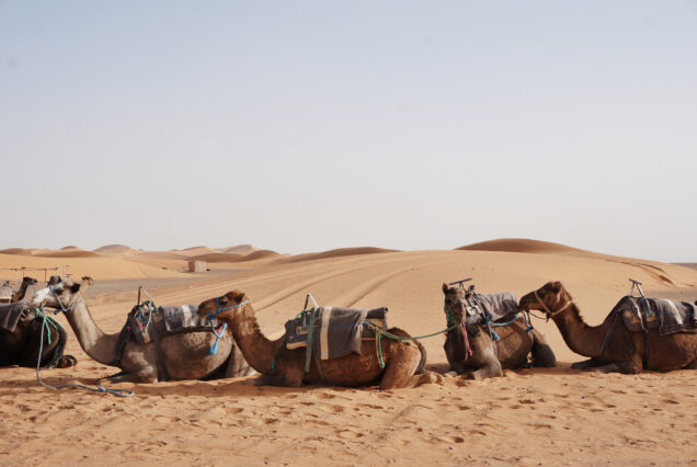 Private Safari Experience