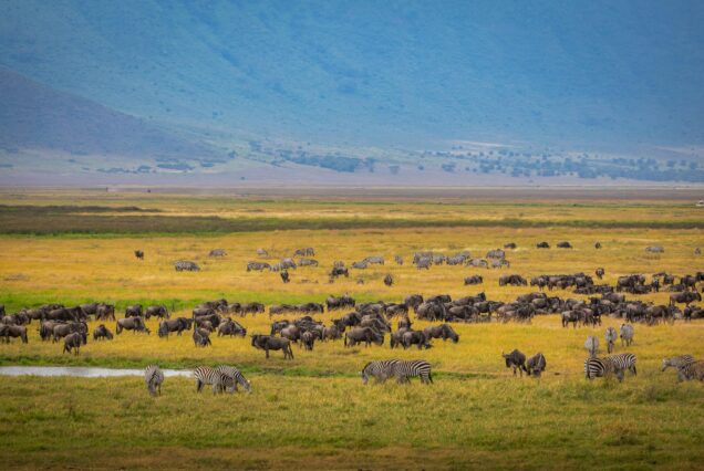 Super Safari Trip